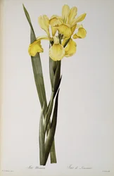 Iris Monnieri, uit `Les Liliacees